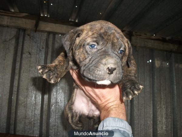 CACHORRA DE PRESA CANARIO ATIGRADA PRECIO REGALO