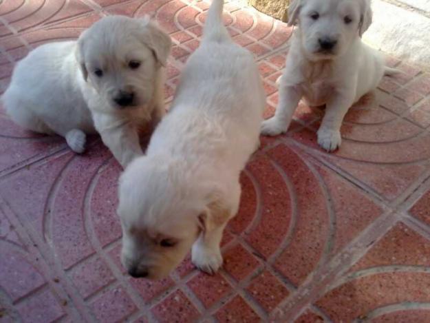 cachorros golden retriever