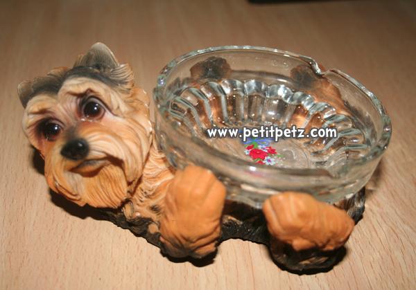 Cenicero Yorkshire Terrier