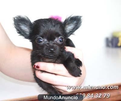 CHIHUAHUAS MINI DE CALIDAD EN VENTA, GARANTIA MIENANO.COM