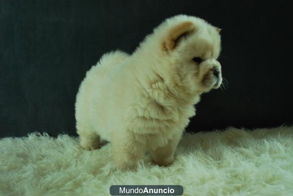 Chow chow, cachorros de dos meses  de edad, somos criadores