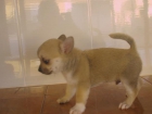 EXCELENTE CACHORRO MACHO CHIHUAHUA - mejor precio | unprecio.es