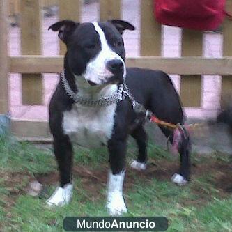 staffordshire bull terrier para monta