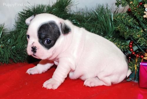 Cachorros de Bulldog Frances Particular