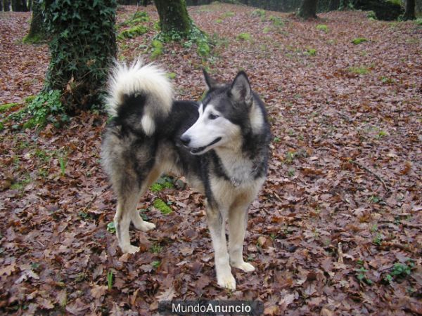 husky en adopción