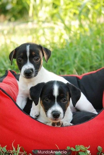 Jack Rassell, cachorros unicos a tu alcance