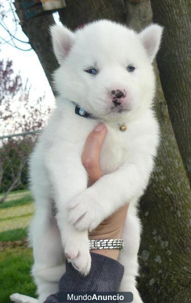 REGALO cachorros de Syberian Husky