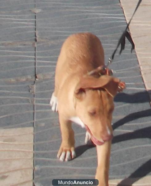 Urgente un cachorro Podenco necesita un hogar