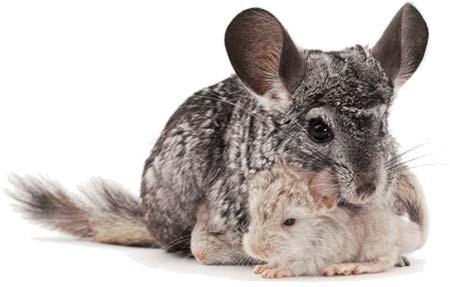 Vendo chinchillas precio 50 euros, son nacidas en casa y son muy amigables