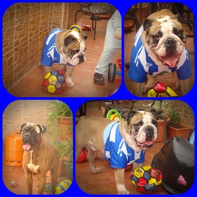 bulldog ingles busca novia