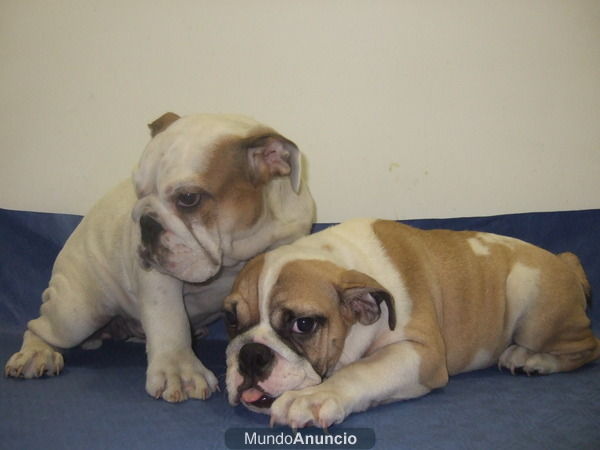 CACHORROS DE BULLDOG INGLES, 950 EUROS