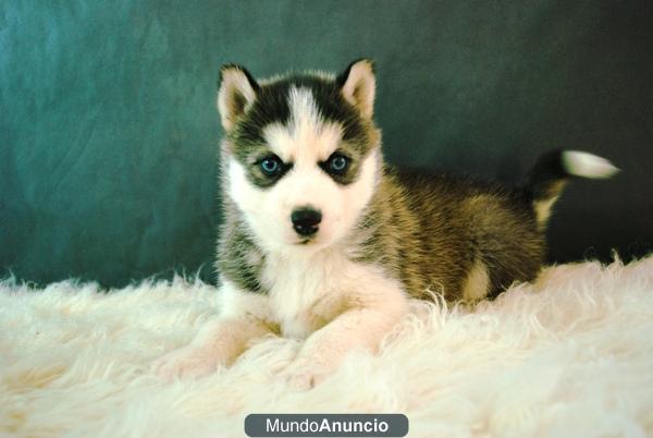 Camada de Husky Siberianos Ojos Azules listos para entregar