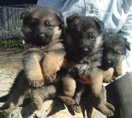 EXCELENTES CACHORROS DE PASTOR ALEMAN CRIADORES EN GIRONA