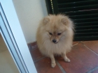 EXELENTE POMERANIA MACHO PARA MONTAS (CON PEDIGREE) - mejor precio | unprecio.es