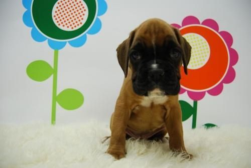 Primera linea en nuestros cachorros de boxer, excelente pedegree