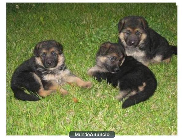 Regalo,cachorros pastor aleman