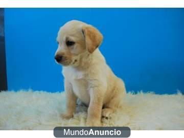 Regalo Fantasticos cachorros Labrador