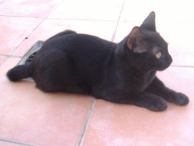 REGALO GATITO NEGRO DE 5 MESES. CARIÑOSO Y MUY JUGUETÓN.