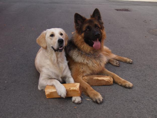 SE BUSCA MACHO GOLDEN BLANCO PARA CRUZAR CON PERRA DE PEDIGRI cantabria