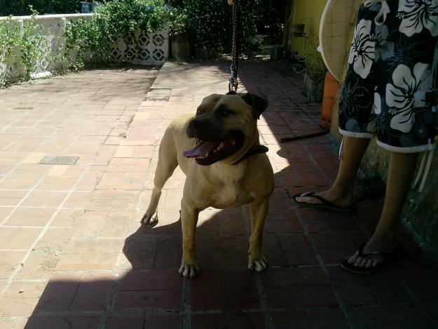 Vendo cachorristo pitbull a 180€