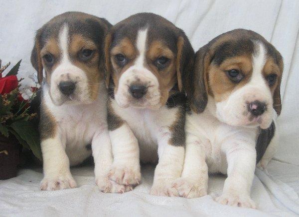 Beagle, preciosos cachorros disponibles