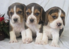 Beagle, preciosos cachorros disponibles - mejor precio | unprecio.es