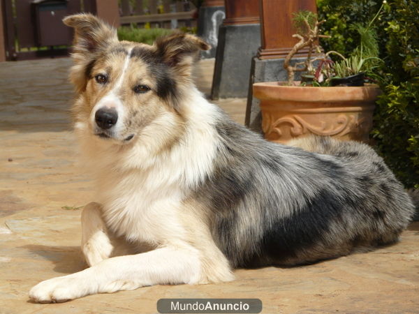 Busco Novia Border Collie