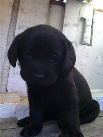 cachorritos de LABRADOR con PEDIGREE 360 EUROS