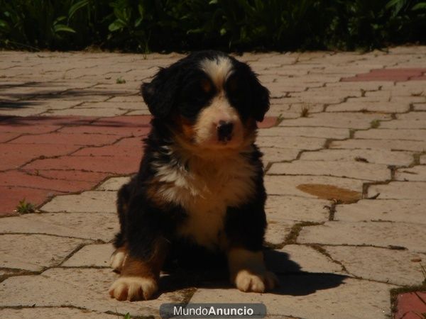 CACHORROS DE BOXER 480