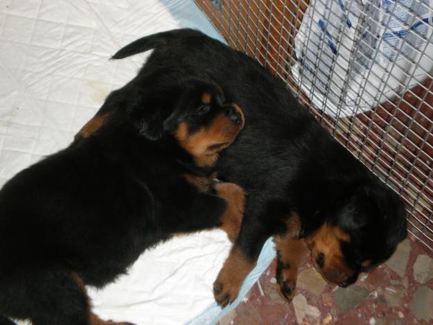 Camada de Rottweiler