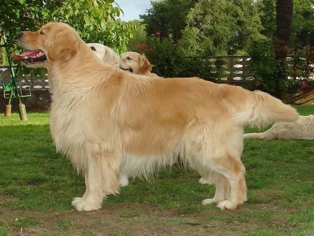 Espetacular camada de golden retriever