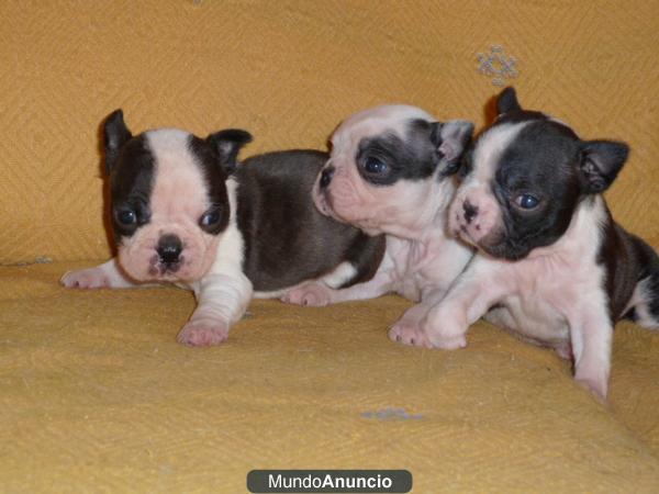 Excelente camada Boston Terrier