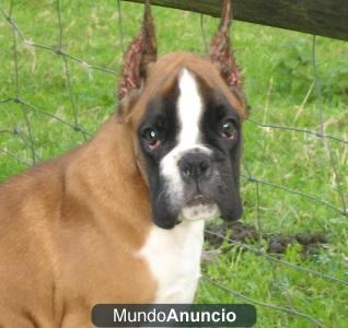 magnifica camada de boxer