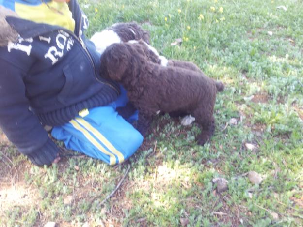 Vendo perros de agua color chocolate con dos meses y la documentación en mano