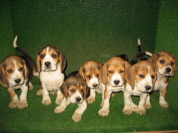 BEAGLES 270€ A TODA ESPAÑA