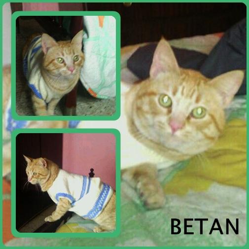 BETAN, Gato joven que termina su acogida en poco tiempo. SEVILLA.