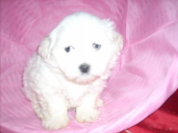 bichon maltes 310 madriD!