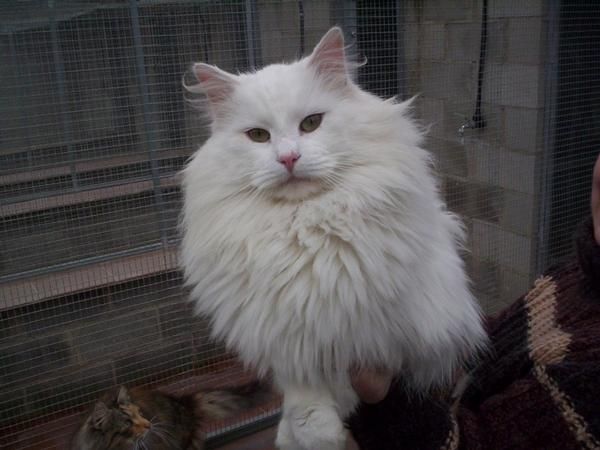 BOSQUE DE NORUEGA Este gato, muy seguro de sí mismo, está dotado de un temperamento muy estable. Sociable, de carácter f