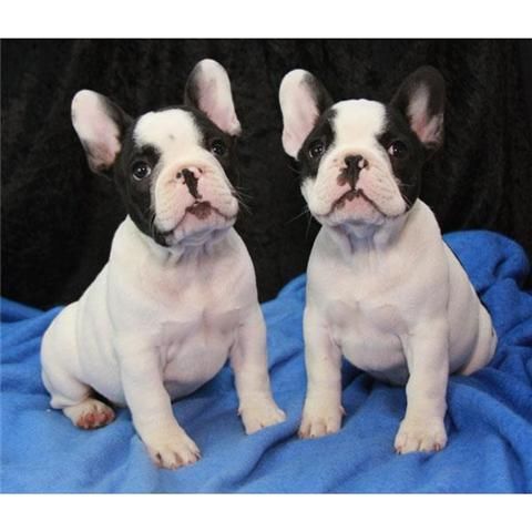 bulldog frances vaquita y blanco portadores de fawn