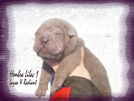 CACHORROS SHAR PEI DE TODOS LOS COLORES