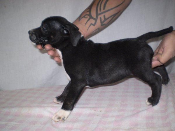 los mejores cachorros de stafforshire bullterrier