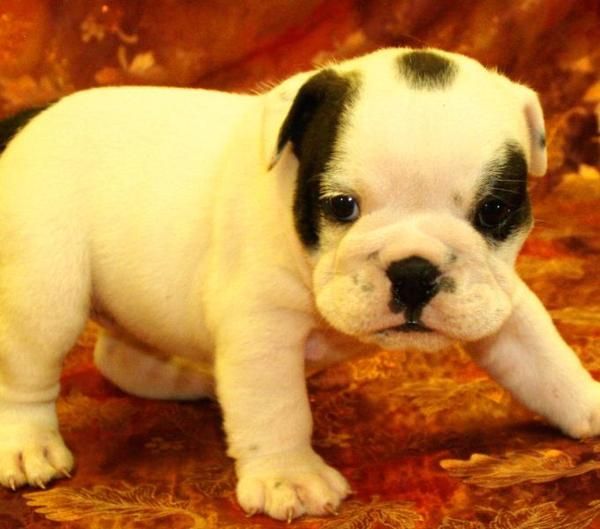 Particular vende Bulldog