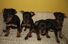 PINSCHER MINI, PRECIOSOS CACHORRITOS 290