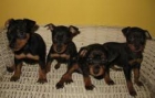 PINSCHER MINI, PRECIOSOS CACHORRITOS 290 - mejor precio | unprecio.es