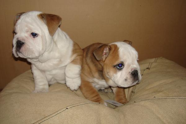 PRECIOSOS BULLDOG INGLES