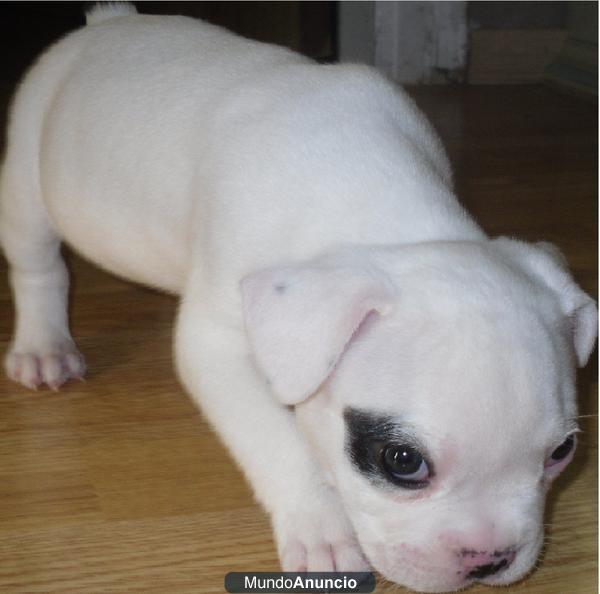 vendo chorro bulldog frances