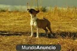 Bull Terrier, con Garantías