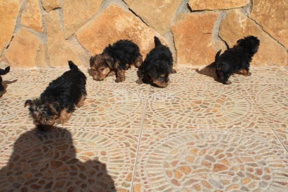 Cachorritos de yorkshire en barcelona