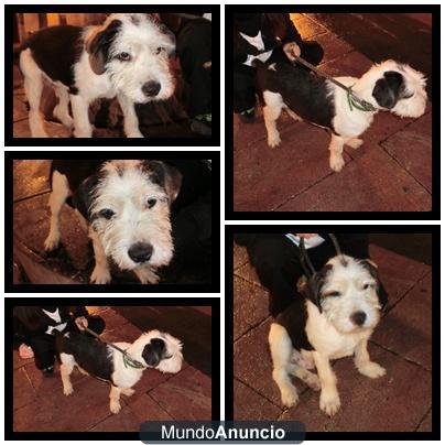 cachorro de pastor ingles encontrado en la fresneda-siero