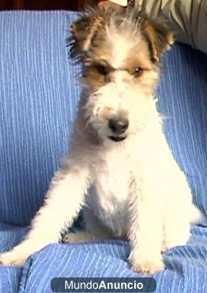 Cachorro Fox Terrier